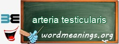 WordMeaning blackboard for arteria testicularis